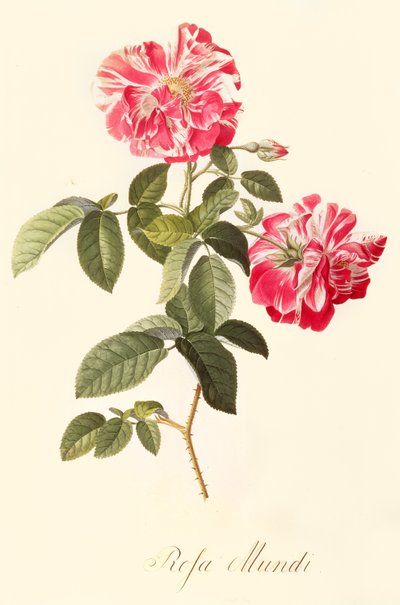 Rosa Mundi von Georg Dionysius Ehret